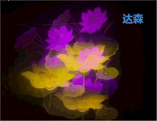 荷花(1)